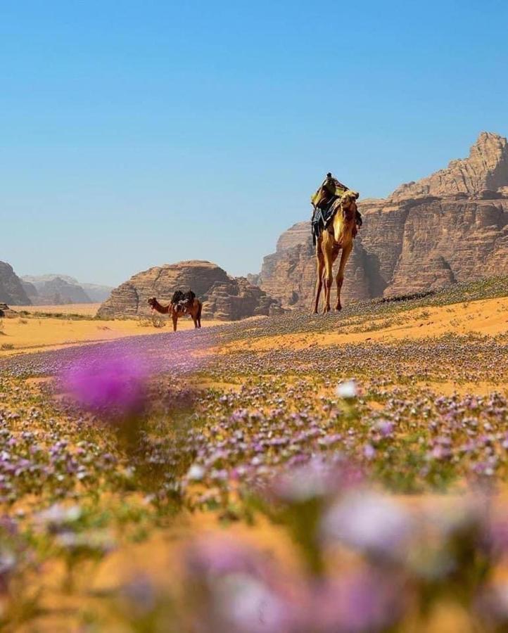 Salma Desert Camp Wadi Rum Exterior photo